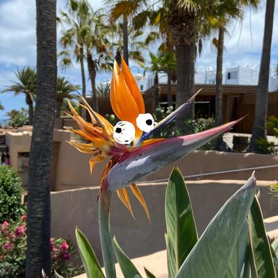 Avatar for sternengucker