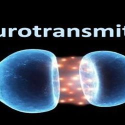 Avatar for Neurotransmitter
